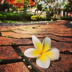 flowersinsamui