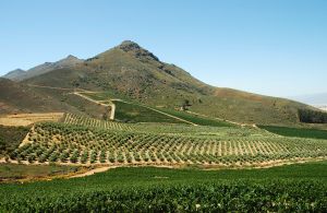Cape Winelands, South Africa