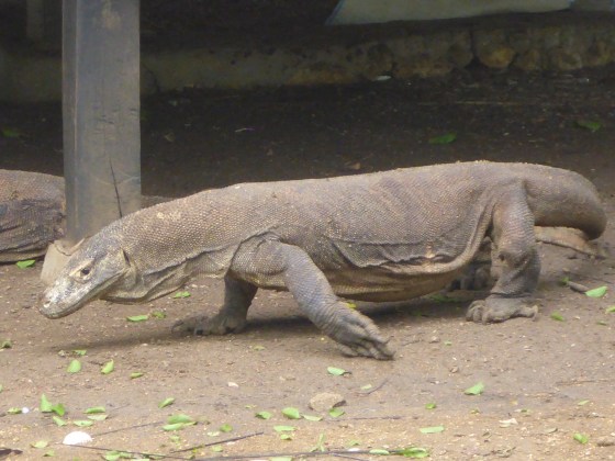 Komodo dragon!