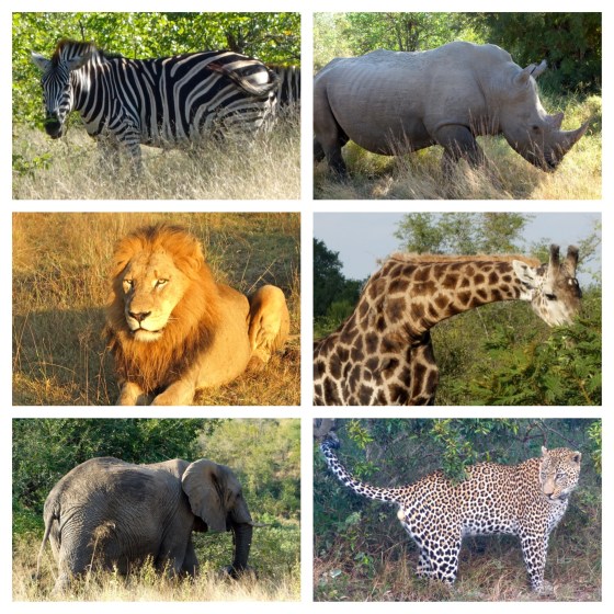 Animals of Africa