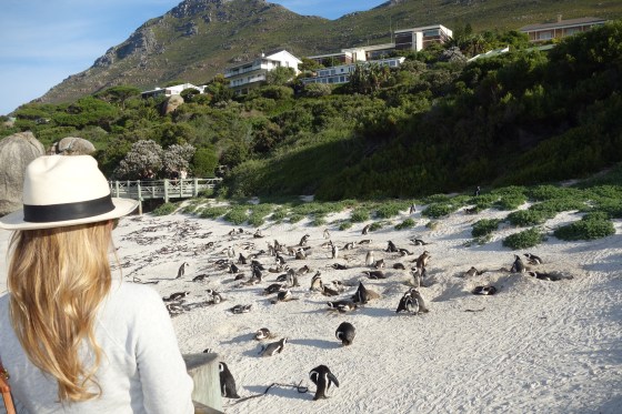 Boulder's Beach Penguin Colony