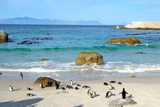 Penguins deserve TWO photos