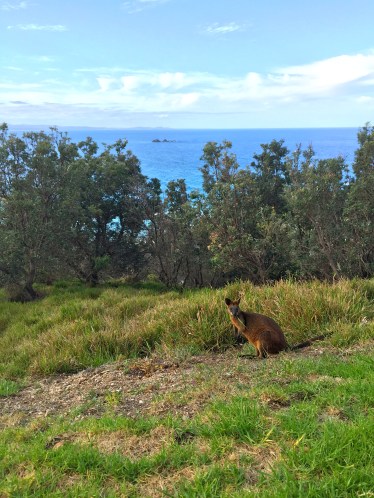 Hello, wallaby!